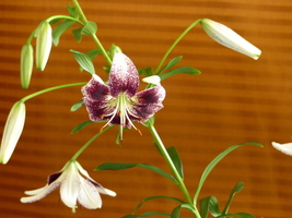 Foto: Dr. Peter Müller